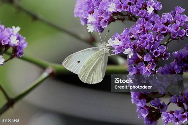 Cabbage White Butterfly Stock Photo - Download Image Now - Horizontal, Indigenous Culture, Introduced Species