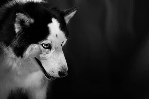 istock Alaskan Malamute or Husky Dog 614995796