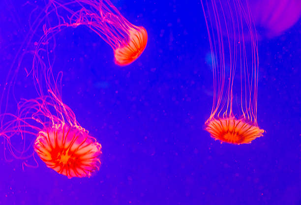 red jellyfish in Seoul Coex Oceanarium red jellyfish in Seoul Coex Oceanarium seoul zoo stock pictures, royalty-free photos & images