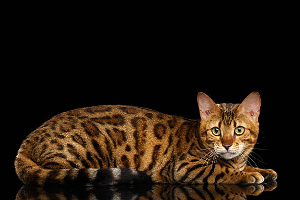 istock Adorable breed Bengal Cat isolated on Black Background 614996292
