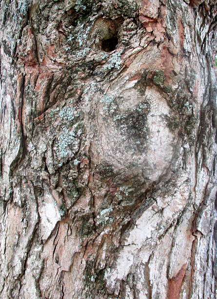 Close-up of Tree Bark stock photo