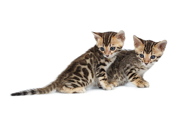 детские котенок бенгальской породы изолированы на белом фоне - leopard 2 стоковые фото и изображения