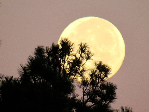 istock Soft glow of the Harvest Moon 614996984