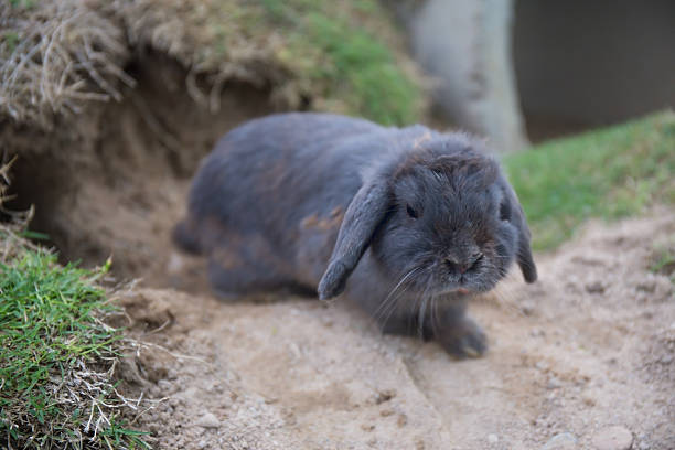 istock single cute baby rabbit in front of tunnel 615072858