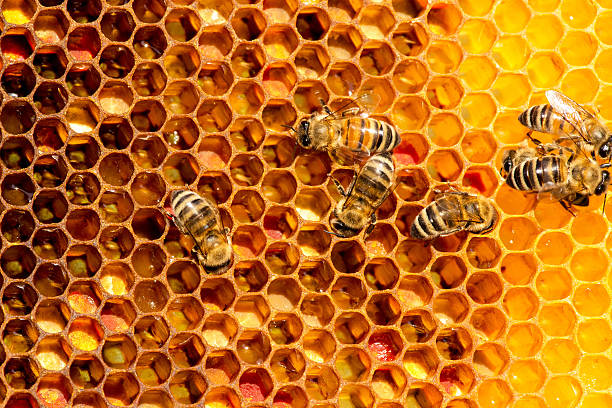istock closeup of bees on honeycomb in apiary 615074498