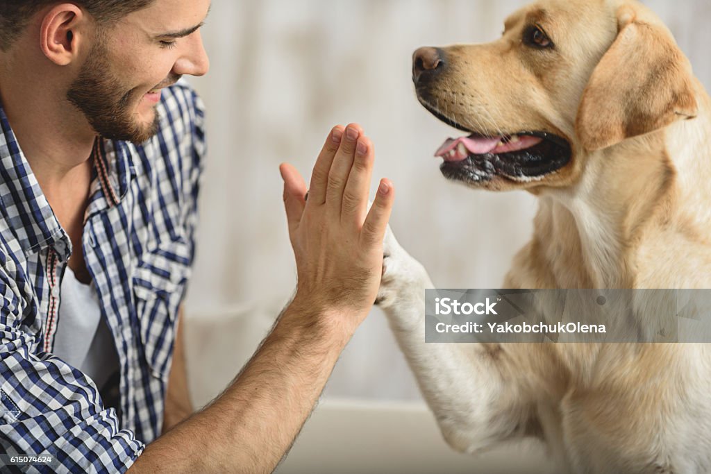 alto cinco con perro y humano - Foto de stock de Perro libre de derechos