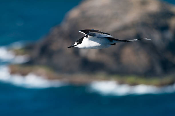засылая терн (sterna fuscata) на острове лорд-хау - sooty tern стоковые фото и изображения