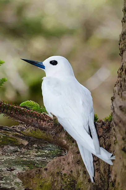 Photo of White Tern (Gygis alba) on egg on Norfolk Island Pine