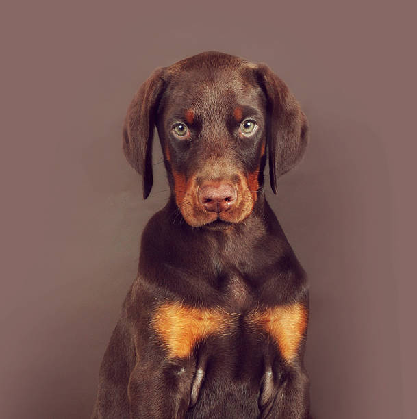 istock Beautiful brown Doberman puppy sitting background 615075788