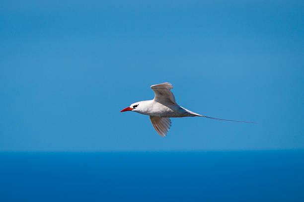 Red-tailed Tropicbird (Phaeton rubricaudra) in flight Side view of Red-tailed Tropicbird (Phaeton rubricaudra) flying over cliffs at Malabar on Lord Howe Island, Australia. The stunning white bird with red beak and long tail plumes is set against a pure blue background of sea and sky. red tailed tropicbird stock pictures, royalty-free photos & images