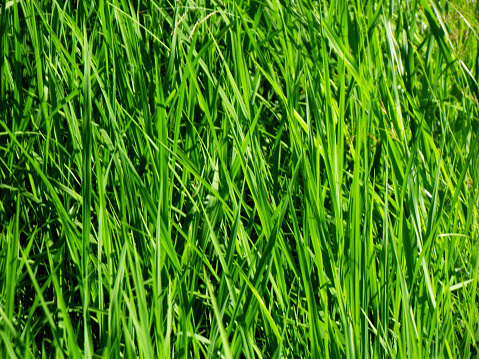 rice field closeup green plant nature background