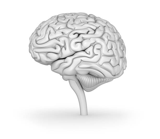 人間の脳の 3 d モデル。医学的に正確な 3 d イラスト - medulla oblongata ストックフォトと画像