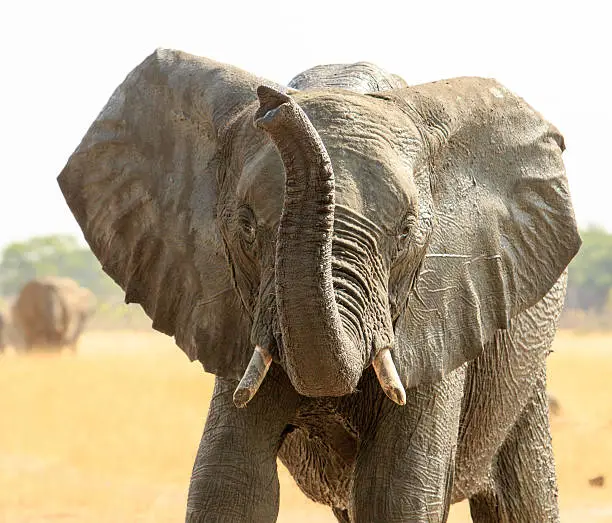 Photo of Elephant with ears flapping and trunk uo