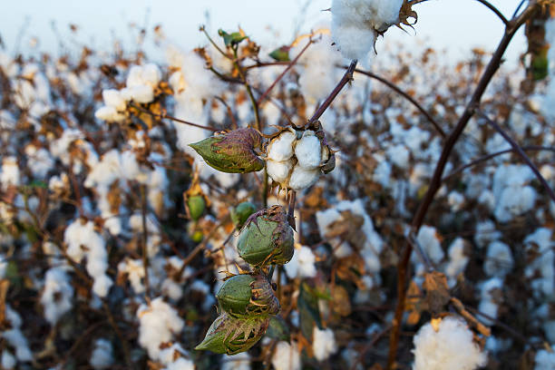 istock Cotton on the plant ready to be harvested . 615079386