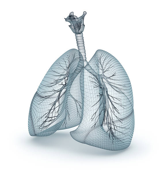istock Human lungs and trachea. Wire model, 3D illustration 615079412