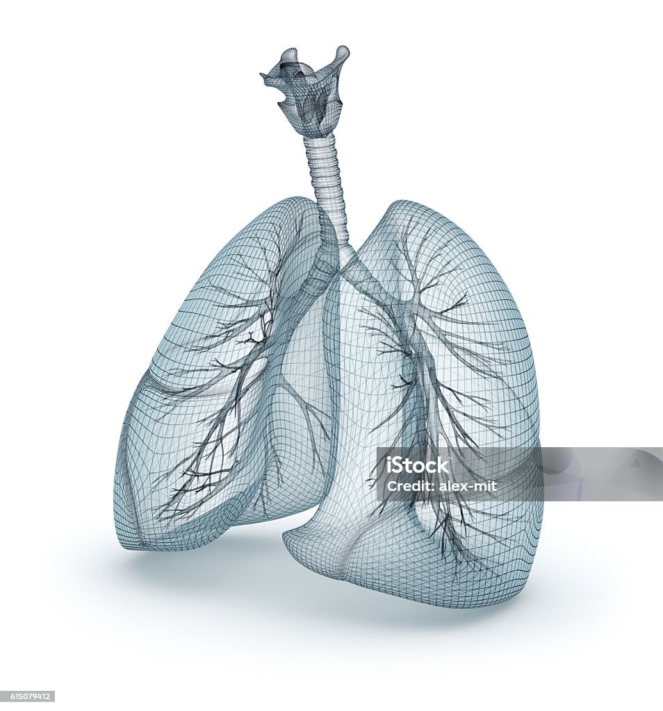 Human lungs and trachea. Wire model, 3D illustration Three Dimensional Stock Photo