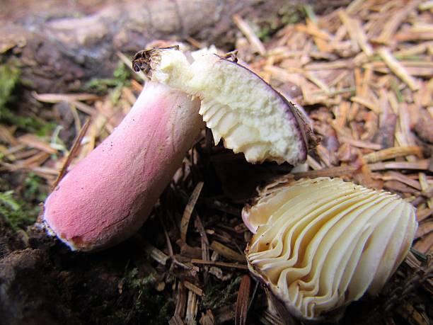 istock Purple Haze Forest Mushroom 615079628
