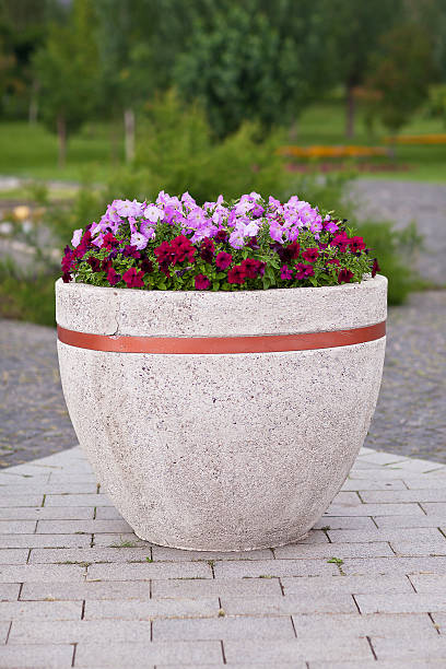 istock Flowers petunia in a large pot on  park background 615079660