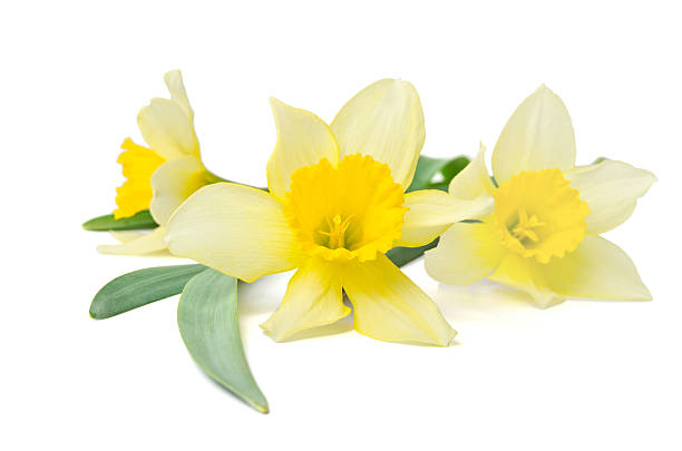 narcisos amarillos aislados sobre un fondo blanco - foto de stock