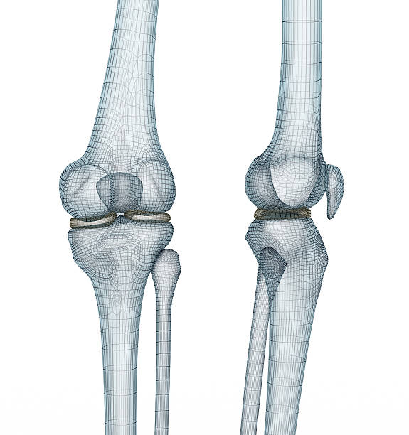 anatomie de l’articulation du genou. illustration 3d de fil médicalement précise. - genou humain photos et images de collection