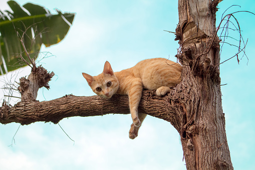 Orange fur kitten resting on high tree with naked branch. Domestic animal outdoor on summer. Tree silhouette with cat. Cute kitty portrait. Pet care in wild nature