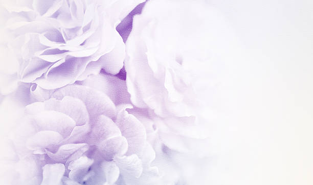 istock sweet roses in soft color and vintage style 615086876