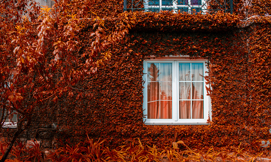 House with red dry leaves wall coating