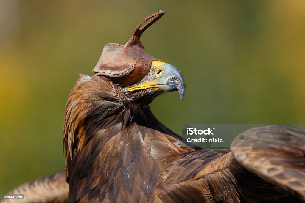 Golden Eagle in predator eagle hood on autumn background Portrait of Golden Eagle for hunting in predator eagle hood on autumn background.Portrait of Golden Eagle for hunting in predator eagle hood on autumn background Animal Body Part Stock Photo