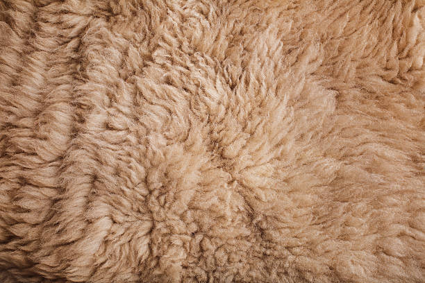 istock Brown curled sheep fur texture as background 615088676
