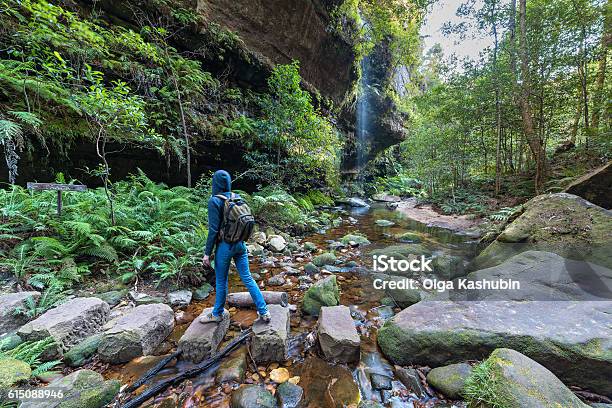 Woman Hiking In Wilderness Of Rainforest Stock Photo - Download Image Now - Blue Mountains - Australia, Blue Mountains National Park, New South Wales