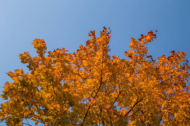 lindas folhas vermelhas de bordo de outono nos galhos das árvores. - maple tree autumn textured leaf - fotografias e filmes do acervo