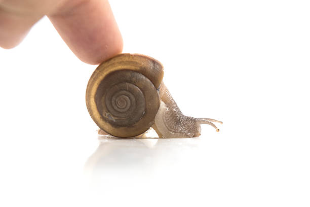 istock Snails by hand Manu human pressure on white background 615089850