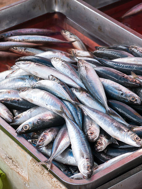 istock Mackerel (Rastrelliger brachysoma) Fresh Catch Fish Market Seafood Fishmonger 615090402