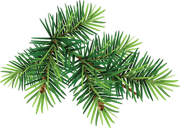 緑のクリスマスツリーブランチ - pine tree christmas tree green点のイラスト素材／クリップアート素材／マンガ素材／アイコン素材