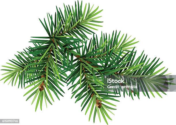 Green Christmas Pine Tree Branch Stock Illustration - Download Image Now - Christmas, Leaf, Lush Foliage