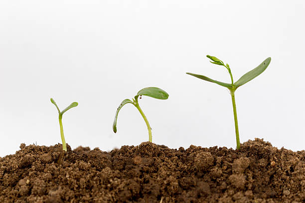 istock Young green plant isolated on a white background 615092122