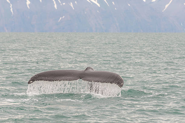 istock Whale tail in sea close to Husavik, Iceland. 615093006