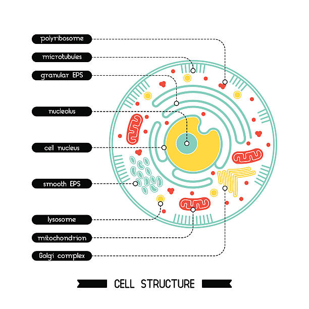 zellstruktur 1 - animal cell illustrations stock-grafiken, -clipart, -cartoons und -symbole