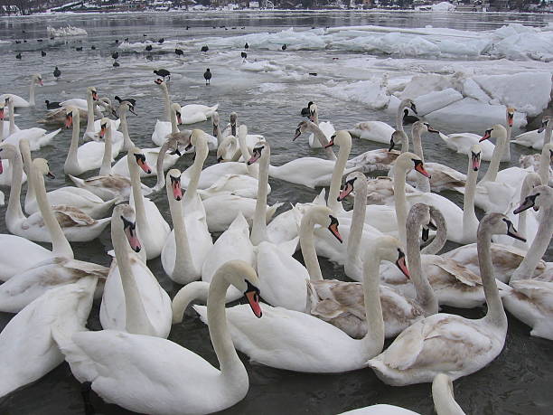 istock Swans on frozen Danube river in Novi Sad 615093384