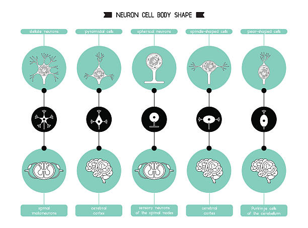 ニューロン細胞体形 - activity axon biology biomedical illustration点のイラスト素材／クリップアート素材／マンガ素材／アイコン素材
