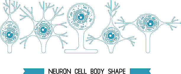 Neuron String 120+ Nervous String Stock Illustrations, Royalty-Free Vector Graphics ...