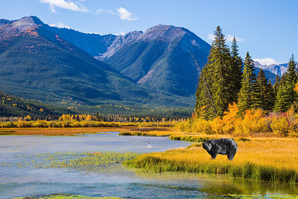 istock Huge black bear standing in the grass 615094238