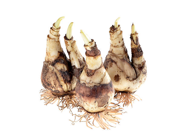 istock The bulbs of daffodils 615094592