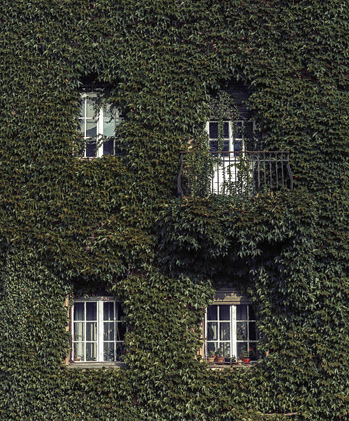 istock Building with white windows covered in green ivy 615095198