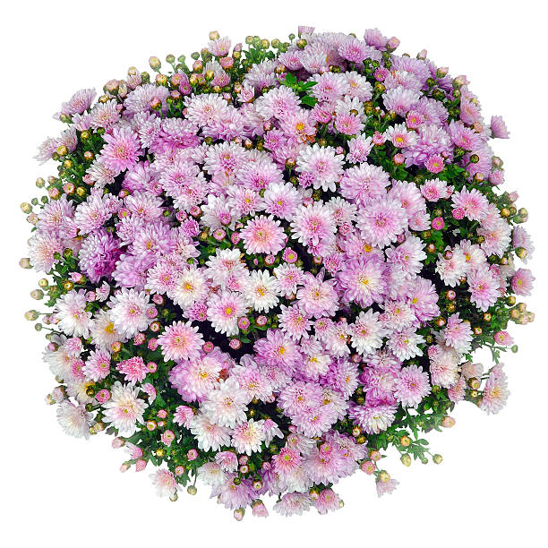 istock bouquet of pink flowers 615095332