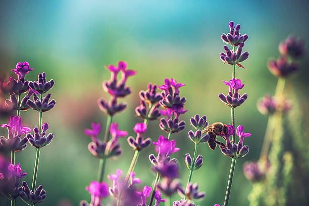 istock Bee on lavender flower in the field 615095984