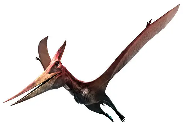 A prehistoric flying reptile called Pteranodon 