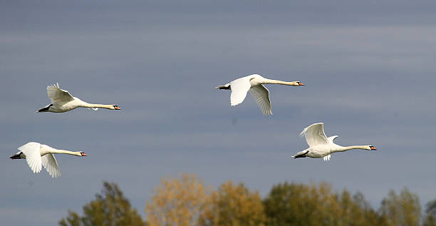 istock Group of Swans flying 615098448