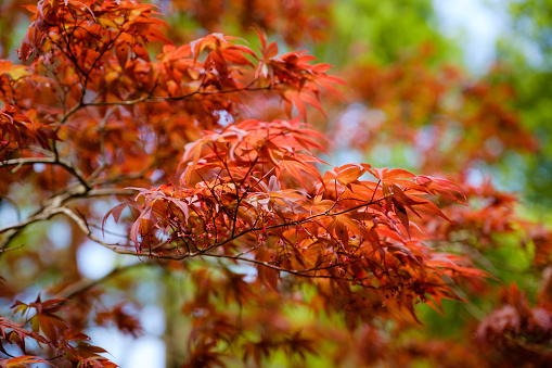 Red japanese maple leaves background in autumn