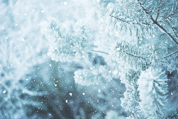 Winter scene - Frosted pine branches. Winter in the woods Winter scene - snow falling on frosted pine branches covered with snow on blurred background needle plant part photos stock pictures, royalty-free photos & images